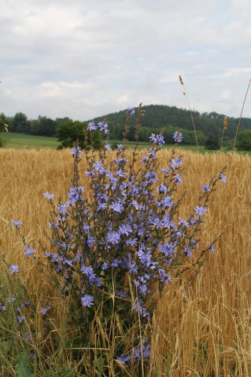 Mag. Heidemarie Begusch-Ruhdorfer